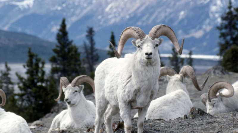 Admire the pretty white fur of the Dall sheep in subarctic mountainous areas of Yukon | Gov't of Yukon