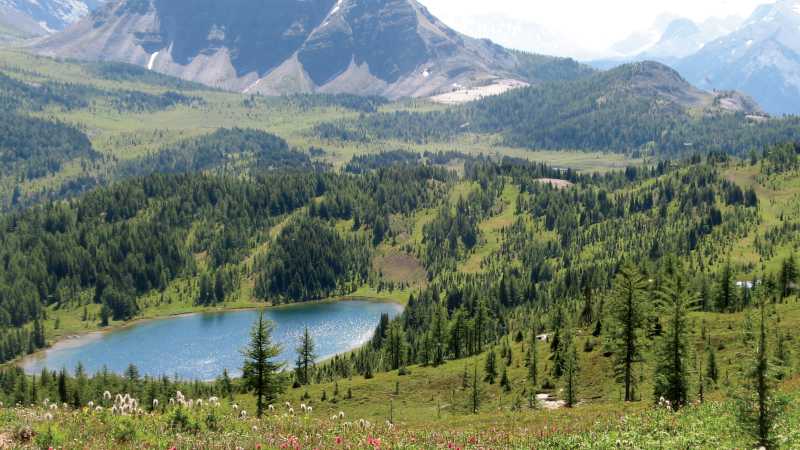 Alpine Meadows of the Canadian Rockies