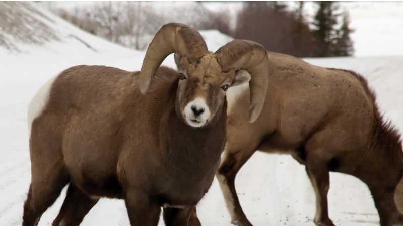 Bighorn sheep | Tourism Jasper