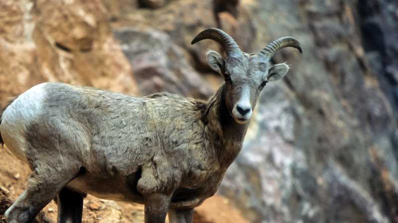 Bighorn sheep in Kootenay NP, BC | Parks Canada