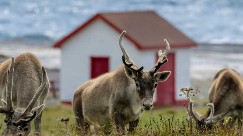 Newfoundland and Labrador is home to thousands of rare Woodland Caribou | Jenny Wong
