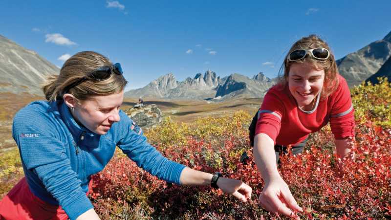 Berry picking in Tombstone Park | Gov't of Yukon / Fritz Mueller
