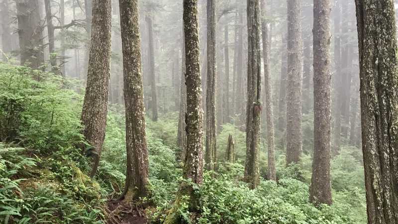 Old and new growth intermingle in BC's magical forests | Patrick Troughton