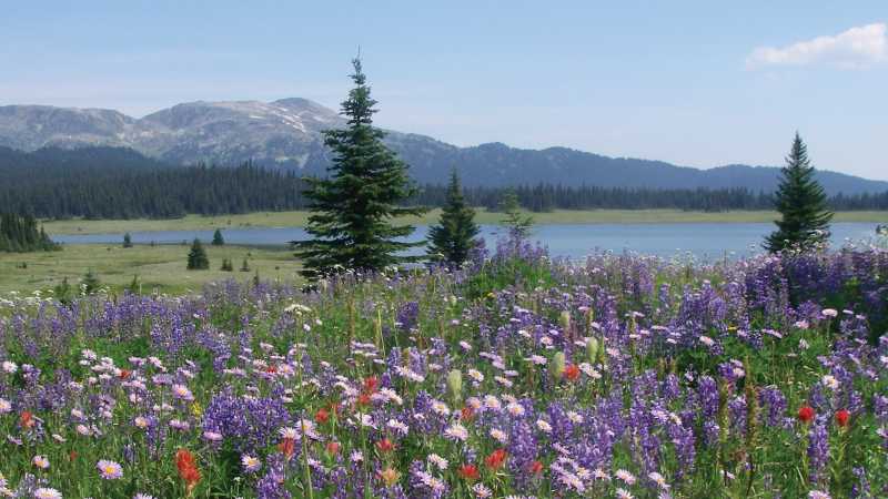 Colourful alpine blooms near Flight Lake, BC