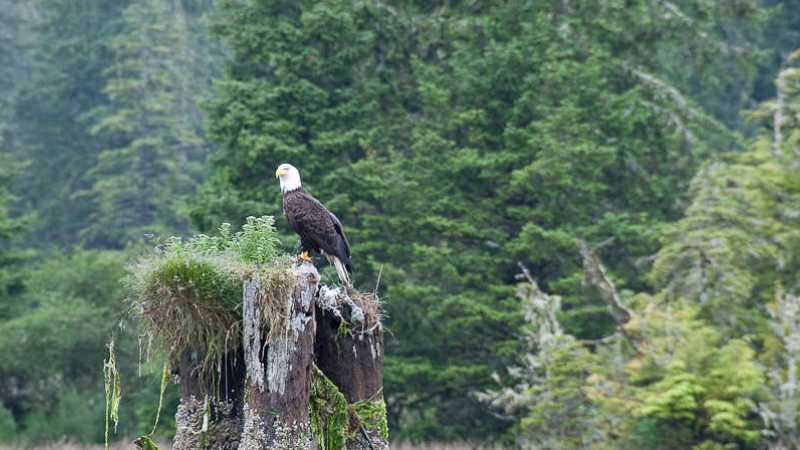 Bald Eagle, West Coast Trail | Kelly Kurtz