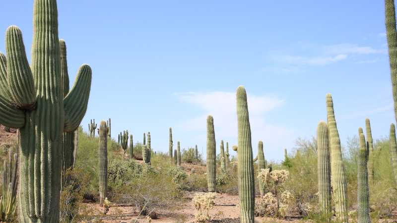Saguaro and other cacti of Arizona | ©VisittheUSA.com
