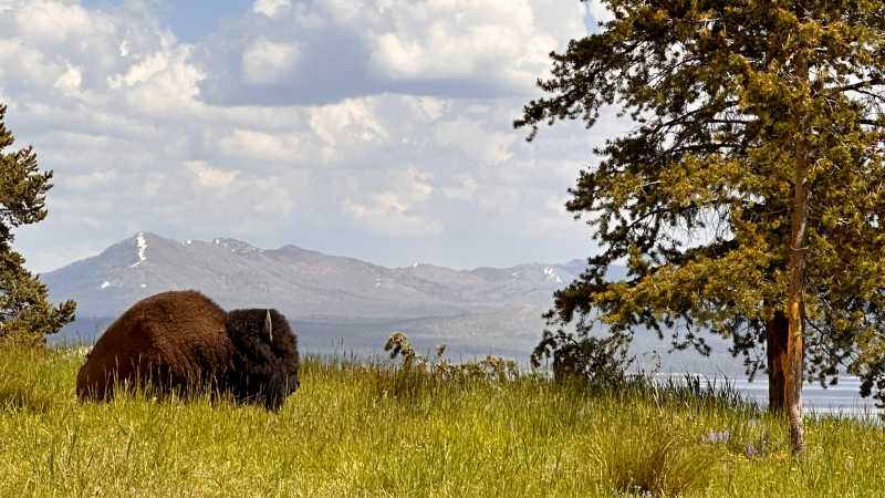 Buffalo lounging in Yellowstone National Park - Rocky Mountain, Yellowstone and Grand Canyon Trails, United States