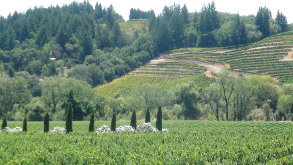 Northern Sonoma Vineyards | Keri May