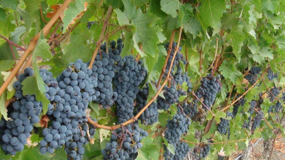Vineyards of Dry Creek Valley, Sonoma | Keri May