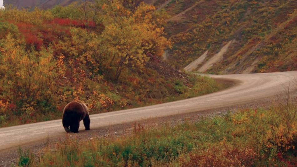 Wild Grizzly walking the local roads | Jake Hutchins