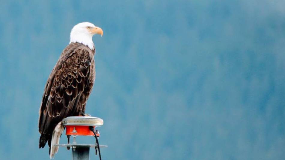 Alaska has an amazing variety of wildlife to experience