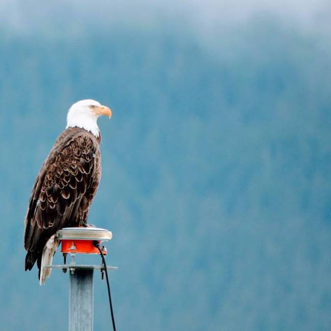 Alaska has an amazing variety of wildlife to experience