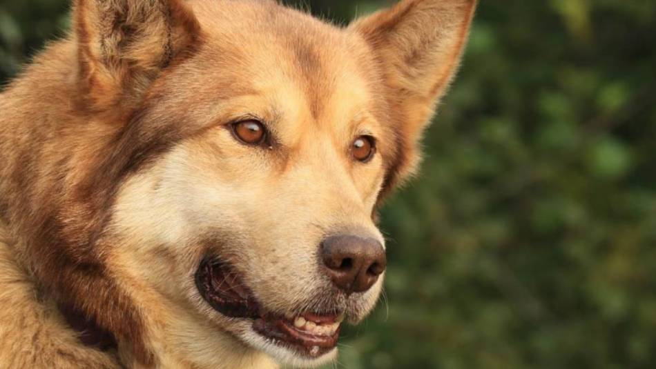 These energetic pupsters are ready to take you for through the pristine Alaskan Wilderness