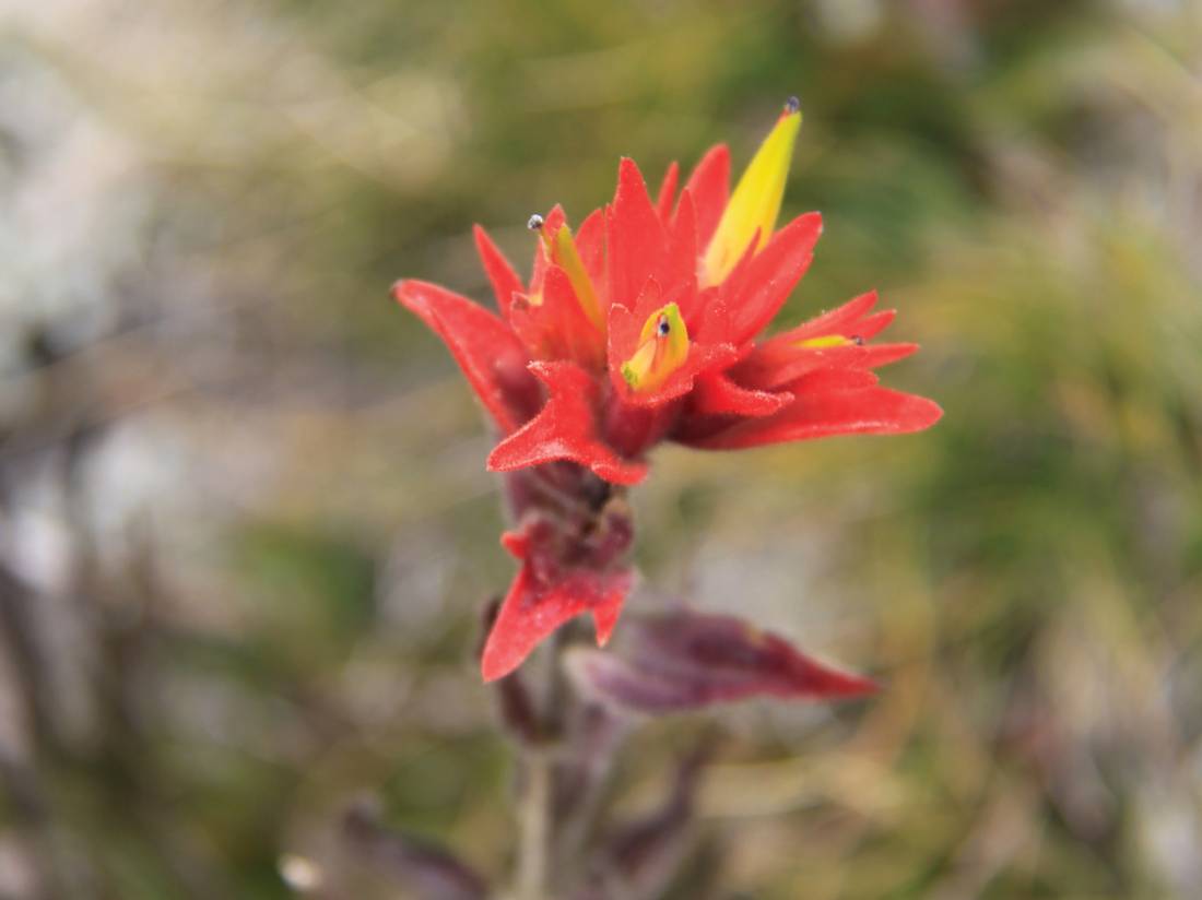 Native flora on the John Muir Trail, California |  <i>Ken Harris</i>