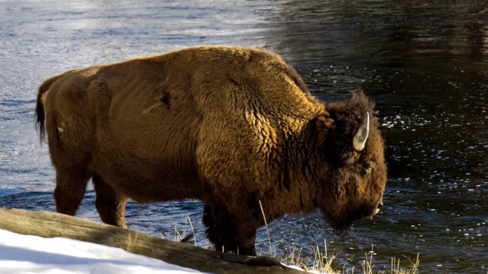 A Bison enjoys a drink by the river in Yellowstone National Park