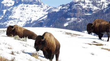 Yellowstone is home to large numbers of Bison