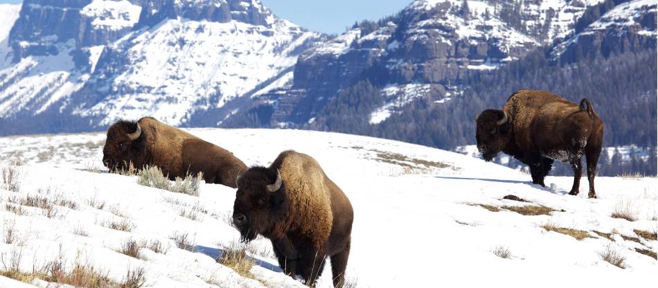 Yellowstone Snowshoe Wildlife Walking Tour | USA Wildlife Adventures