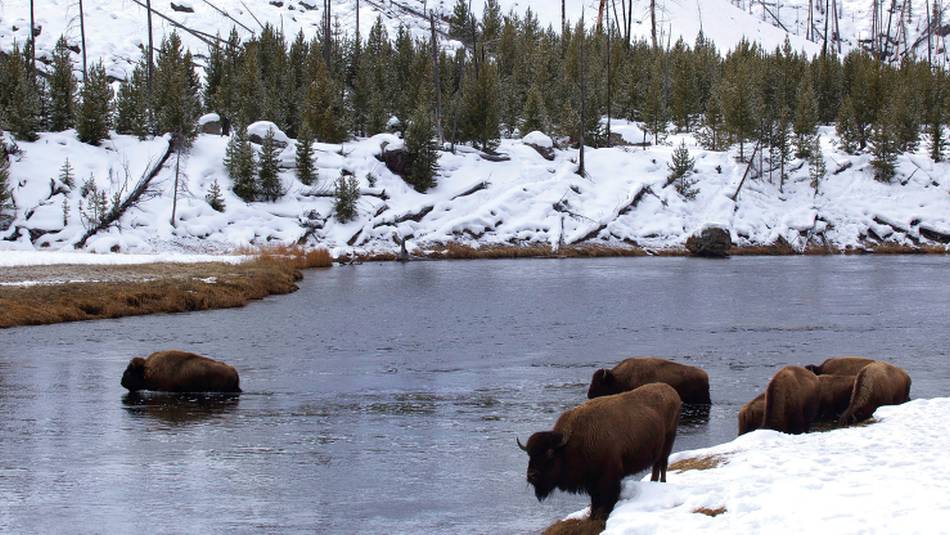 Herd of Bison spotted along the river in Yellowstone National Park