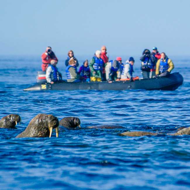 Walrus Encounter by Zodiac | Dennis Minty