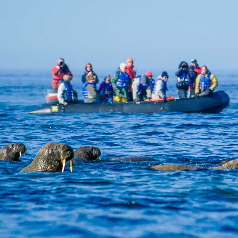 Walrus Encounter by Zodiac | Dennis Minty