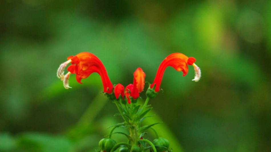 Flora species abound in the jungle