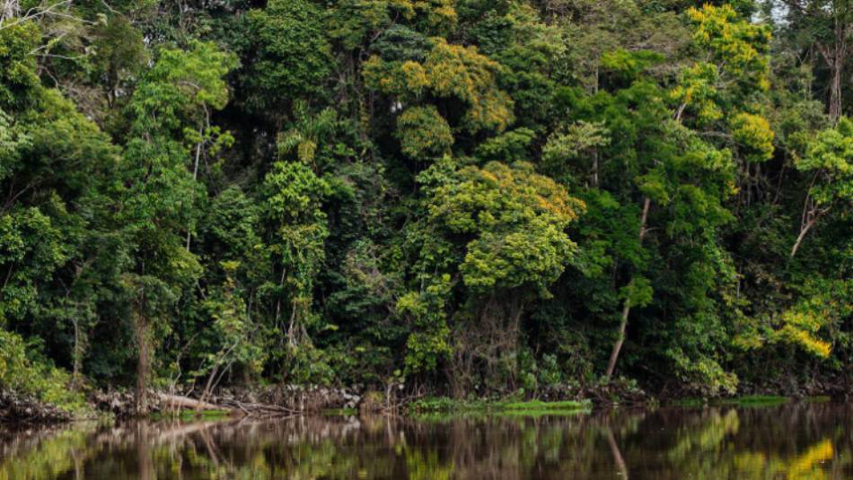 The dense Amazon jungle