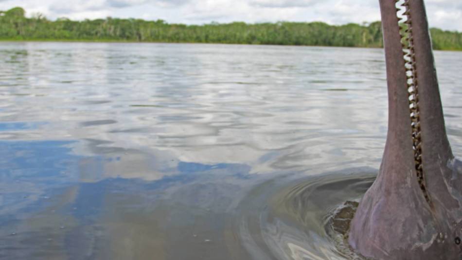 Pink River Dolphin