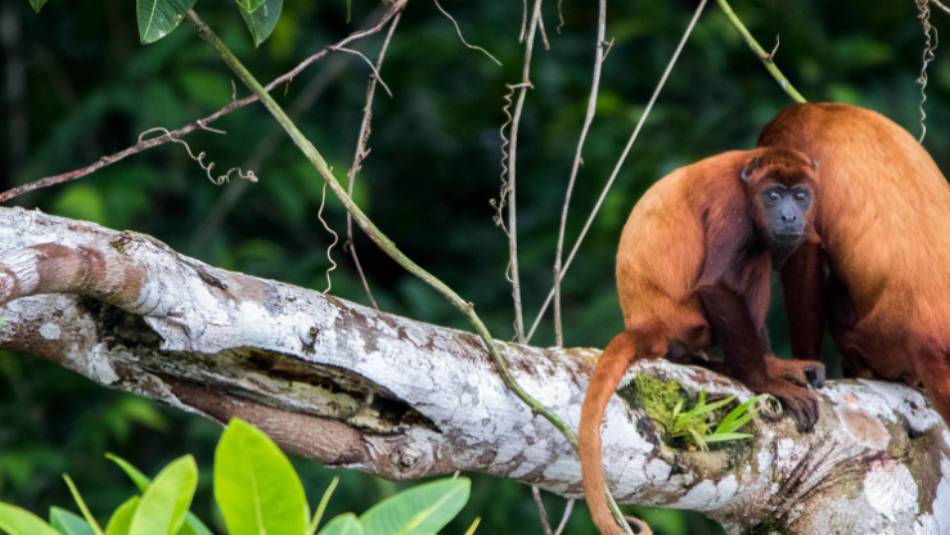 Spotting the Red Howler Monkey