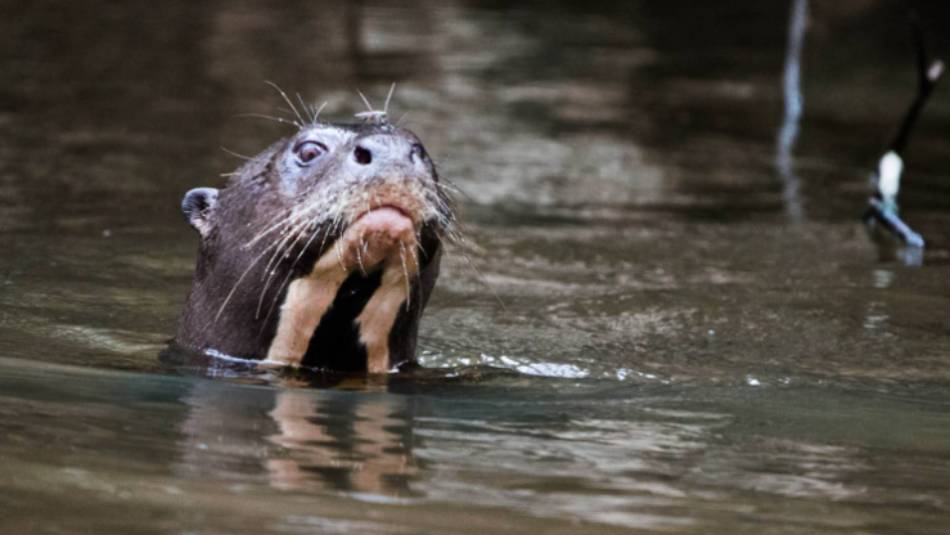 The large River Otter are found in the Ecuadorian Amazon