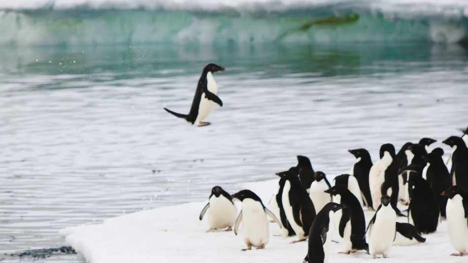 Adelie penguins leaping out of water onto an ice shelf, Commonwealth Bay, Antarctica | Kylie Jones