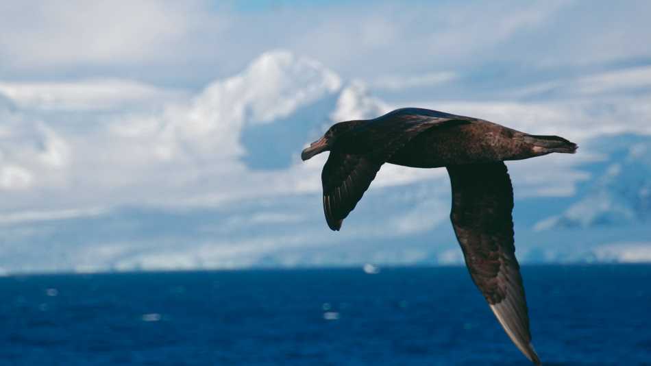 A giant petrel soars alongside a boat in Antarctica | Eve Ollington