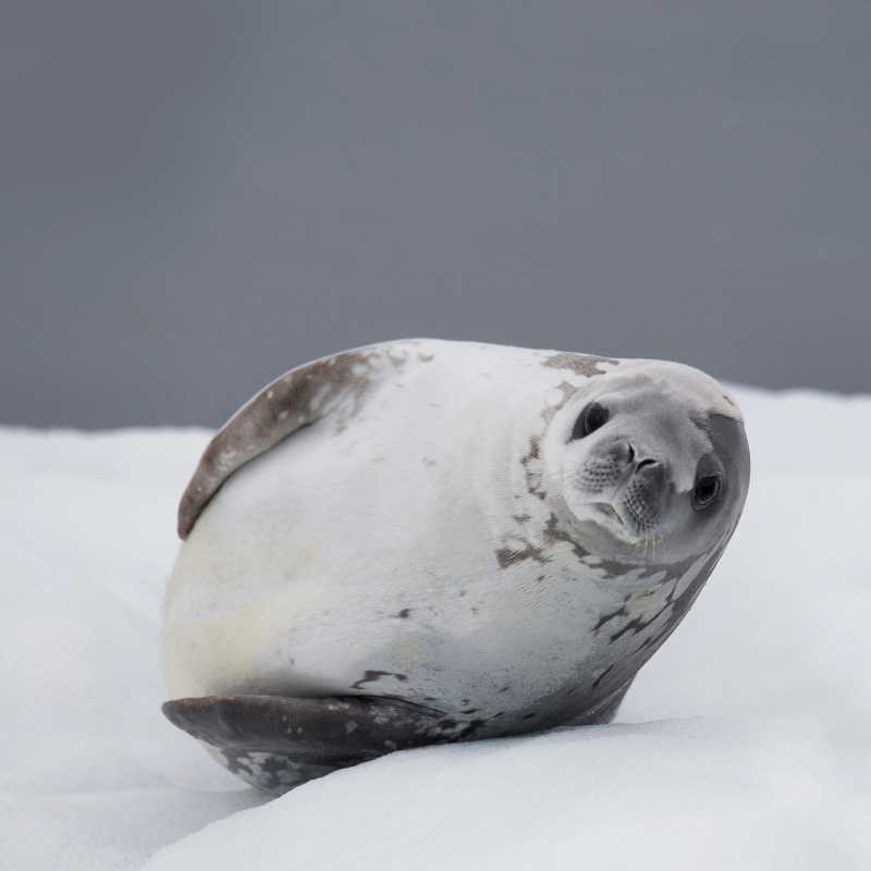 Crabeater Seal | Alex Cearns Houndstooth Studio