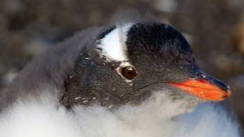 Antarctic Peninsula penguins,Eve Ollington Gentoo chick