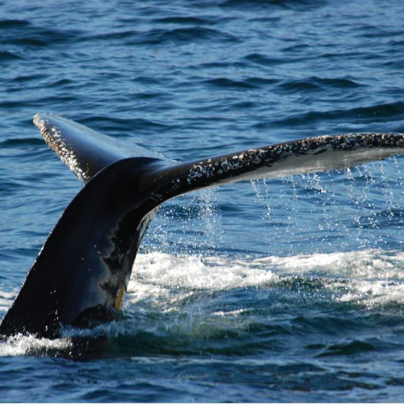 Breaching whale, Antarctic Peninsula