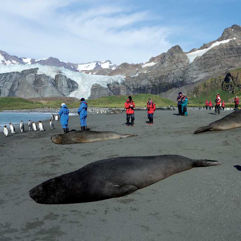The wildlife rich beaches of South Georgia | Peter Walton