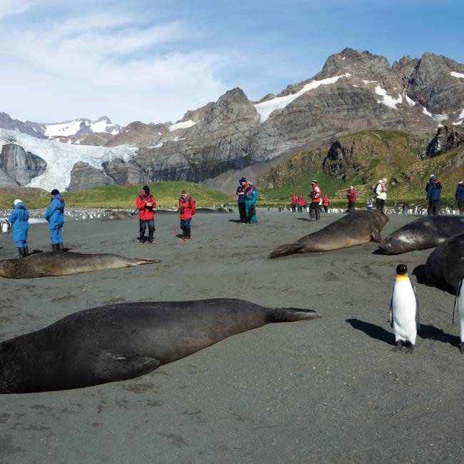 The wildlife rich beaches of South Georgia | Peter Walton