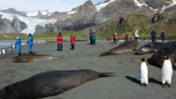 Beaches South Georgia,Peter Walton The wildlife rich beaches of South Georgia