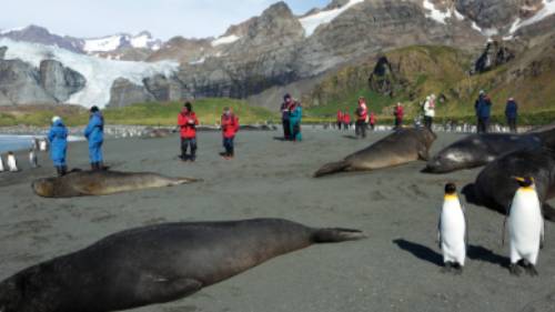The wildlife rich beaches of South Georgia | Peter Walton