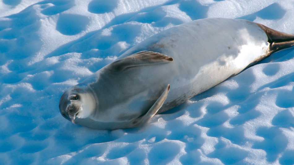 A Crabeater seal relaxes on an iceberg, Antarctica | Eve Ollington