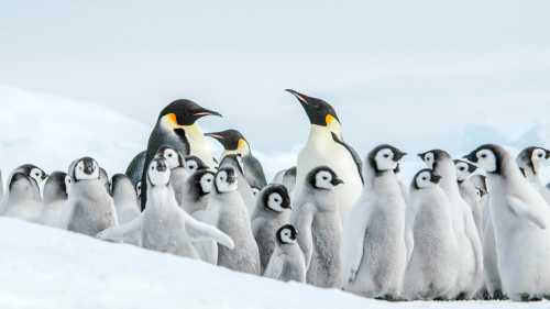 The Emperor Penguin colony at Snow Hill, Antarctica | Ilja Reijnen
