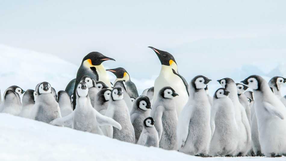 The Emperor Penguin colony at Snow Hill, Antarctica | Ilja Reijnen