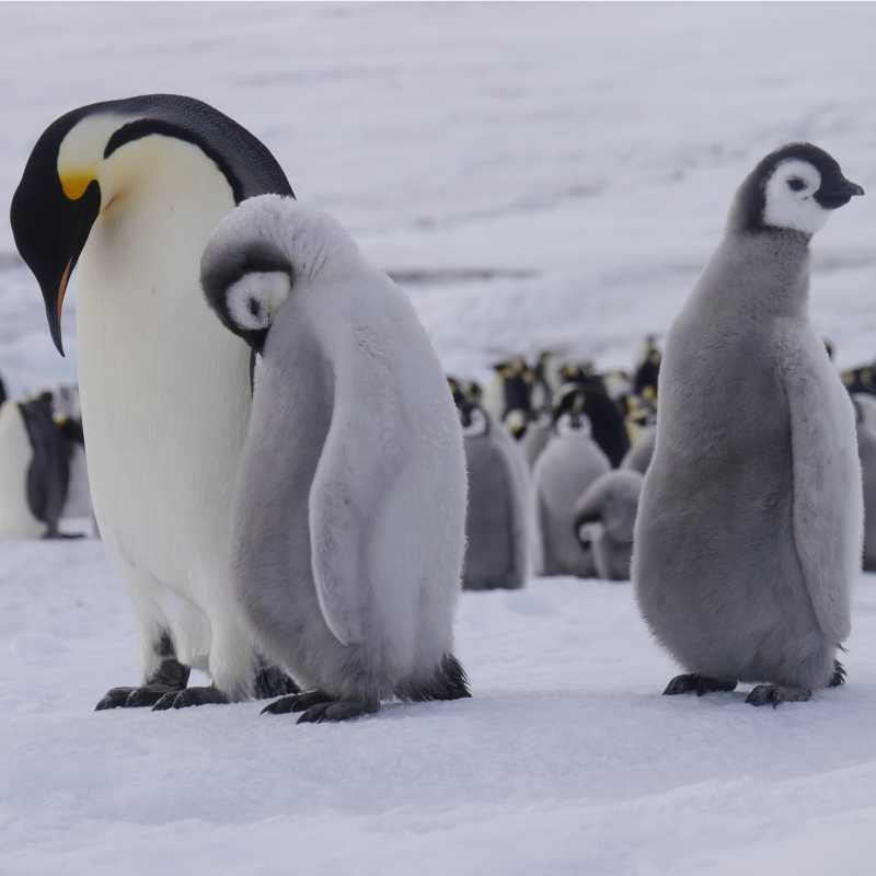 Emperor penguins at Snow Hill Island in the Weddell Sea | Sebastian Schijf
