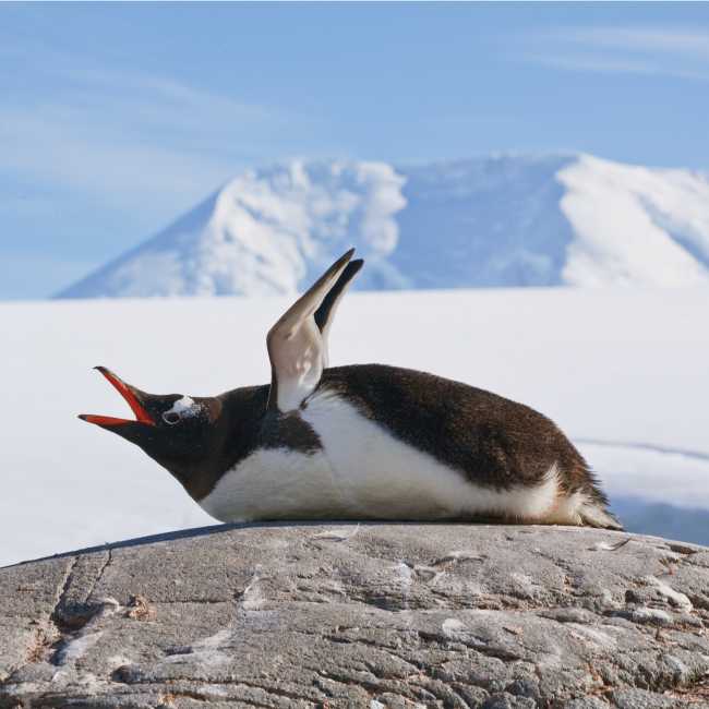 Squawking Gentoo Penguin, Antarctic Peninsula | Peter Walton
