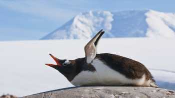 Gentoo Penguin,Peter Walton Squawking Gentoo Penguin, Antarctic Peninsula