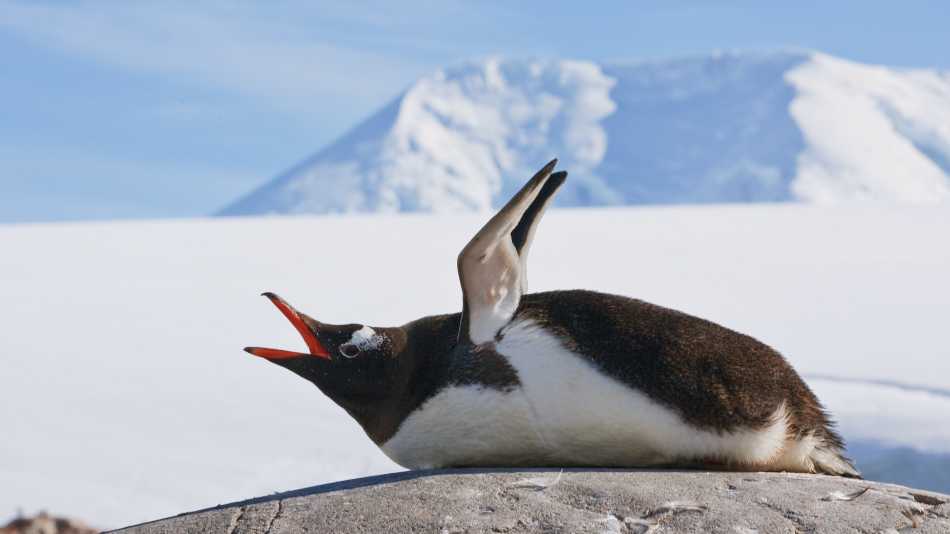 Squawking Gentoo Penguin, Antarctic Peninsula | Peter Walton