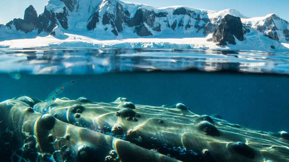 A humpback whale in Antarctica | Dietmar Denger
