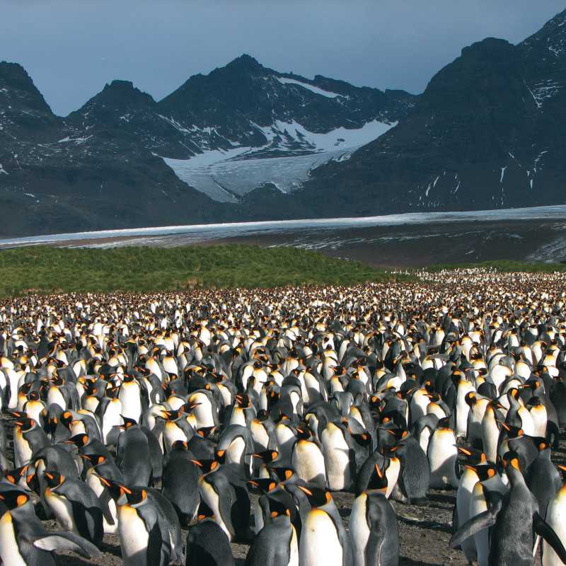 Large King Penguin colony, Salisbury Plain, South Georgia | Diana Watts