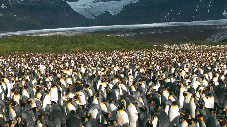 Large King Penguin colony, Salisbury Plain, South Georgia | Diana Watts