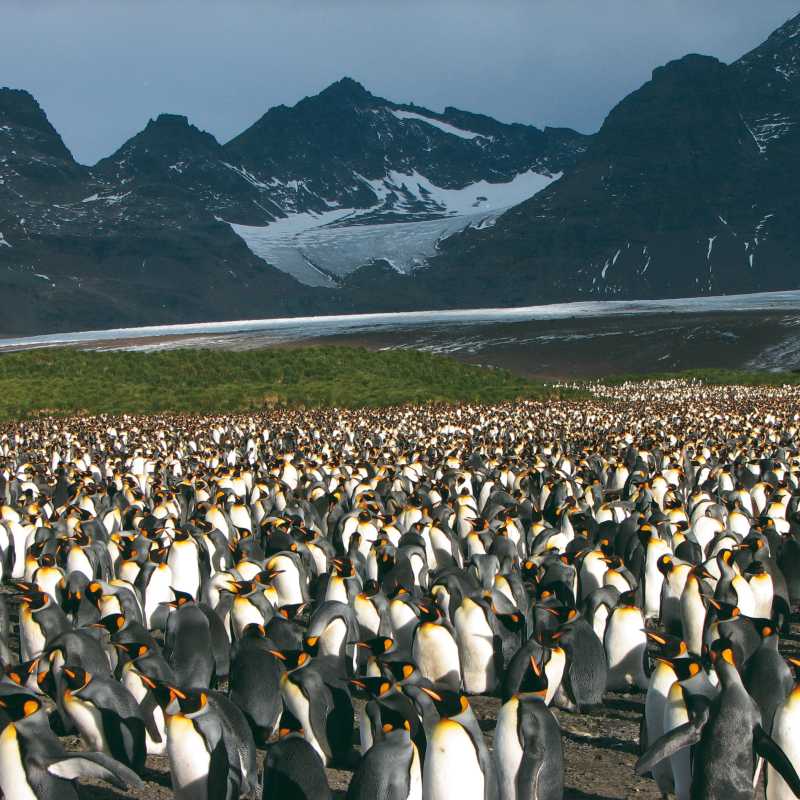 Large King Penguin colony, Salisbury Plain, South Georgia | Diana Watts
