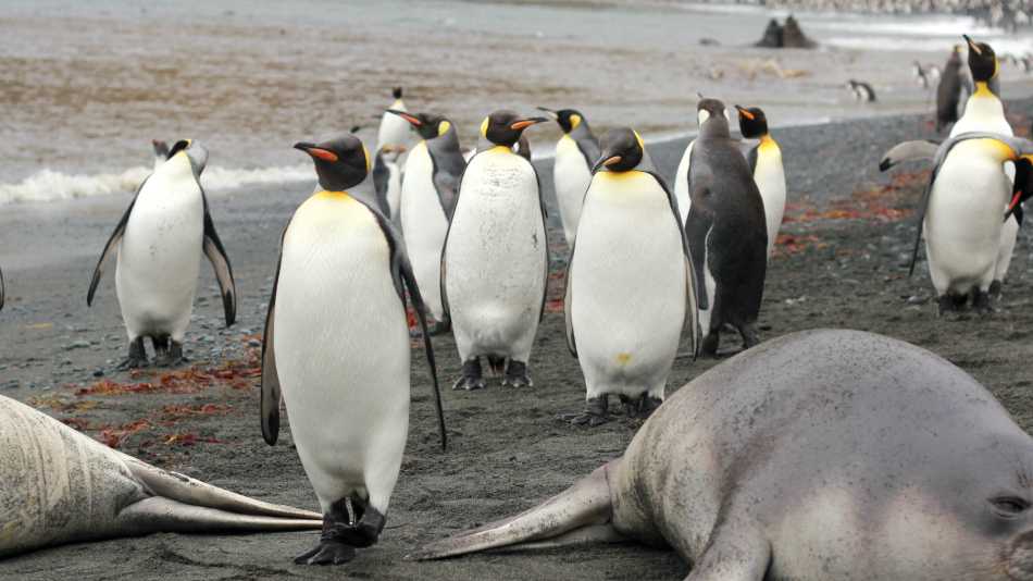 Coming through...wildlife rich beach at Sandy Bay | Rachel Imber